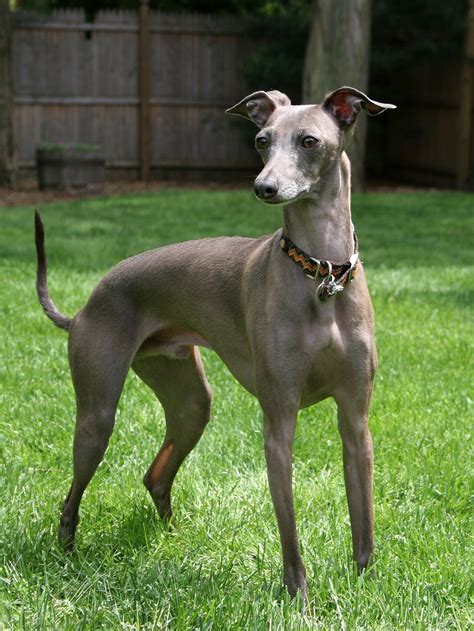 Grayhound .